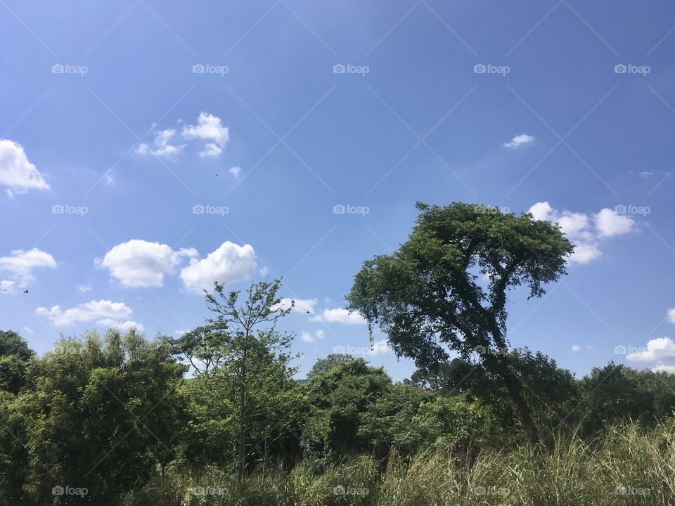 Há combinação mais perfeita na natureza do que as cores azul e verde?
O mato e o céu sempre me motivam... Sem filtros, um cenário inspirador aqui de Jundiaí: