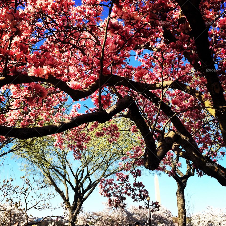 Pink magnolia tree with Washigton monument and cherry blossom