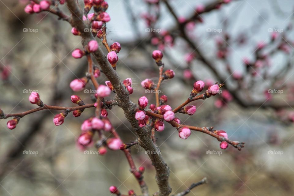 unopened cherry blossom buds