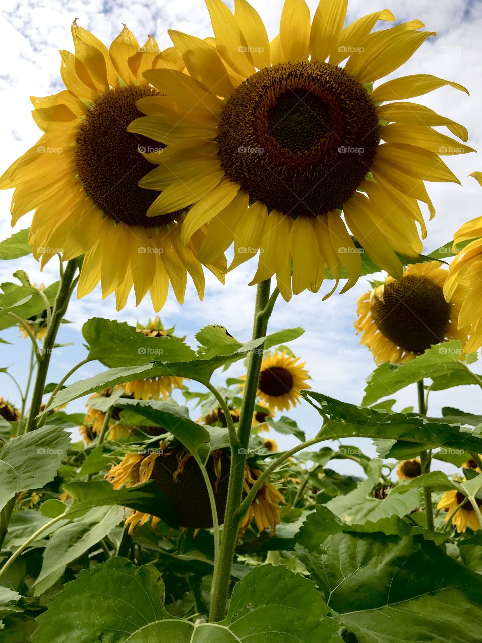Simply sunflowers 