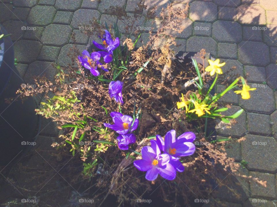 Daffodils and crocuses in a Basket 