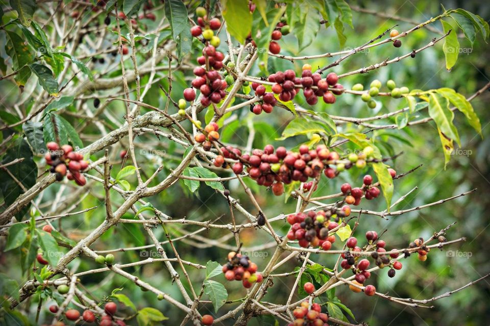 Coffee beans in Guatemala 