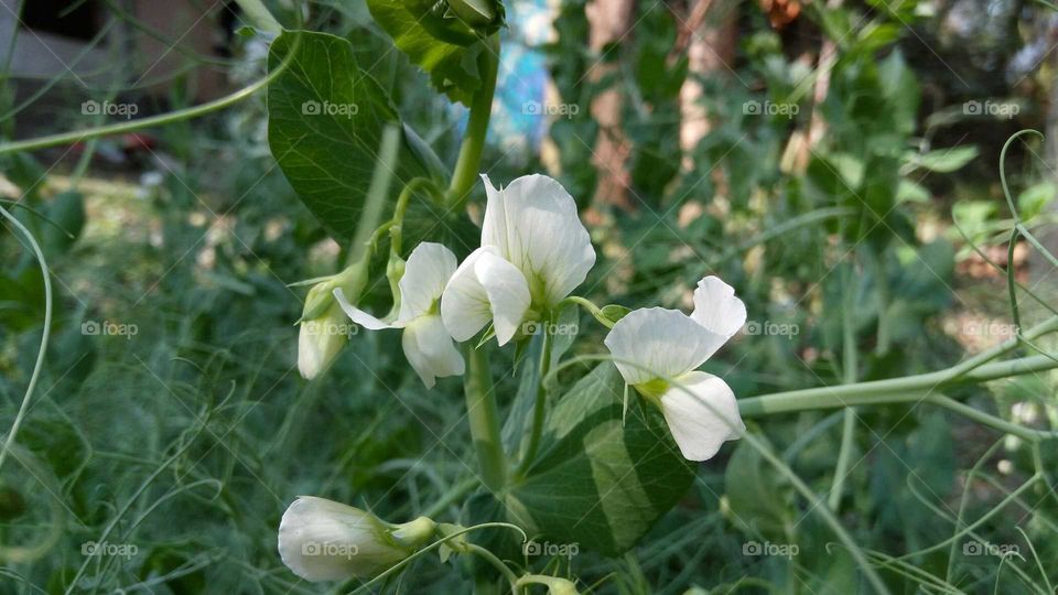 Beautiful white flowers of pea.. Special type of stem is present
