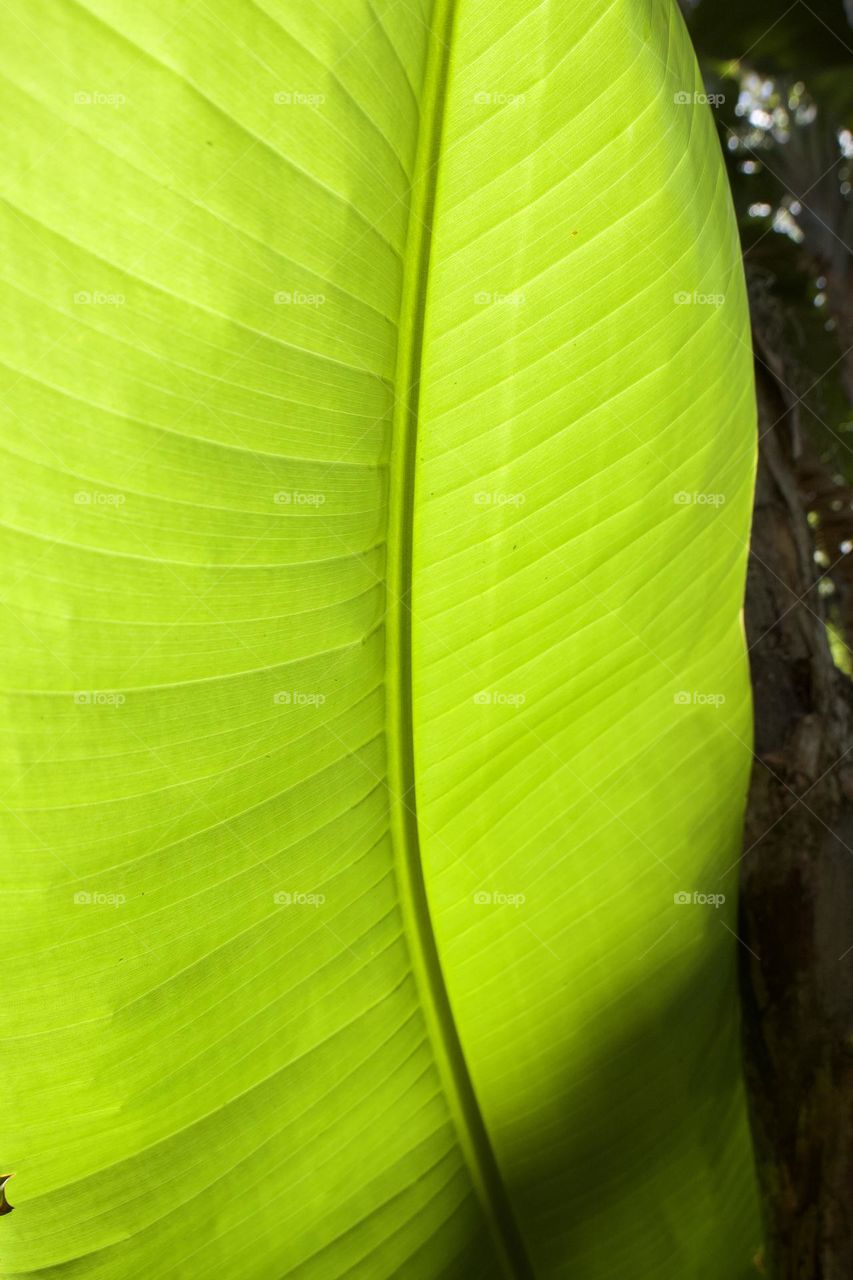 Sunlit Leaf