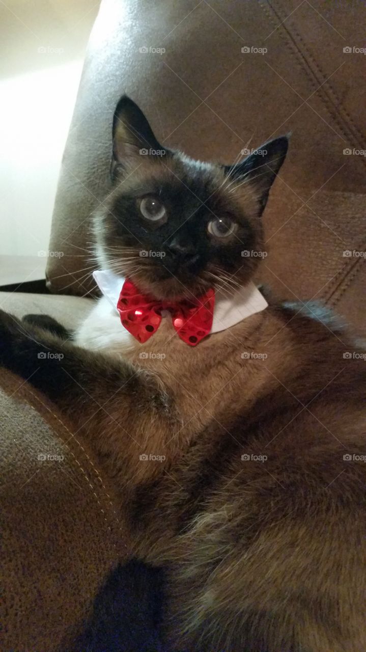 Cat in a Bowtie on the Couch