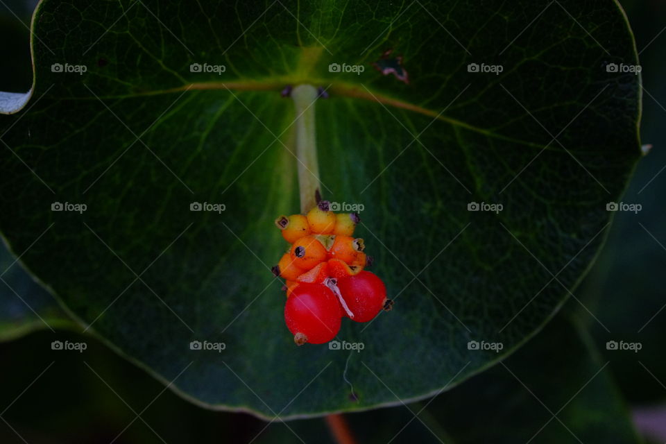 Colors are the smiles of nature. 