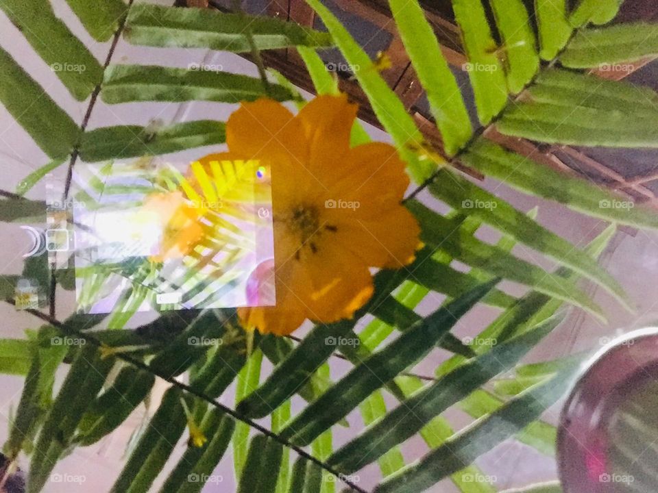 Yellow flower with leaf