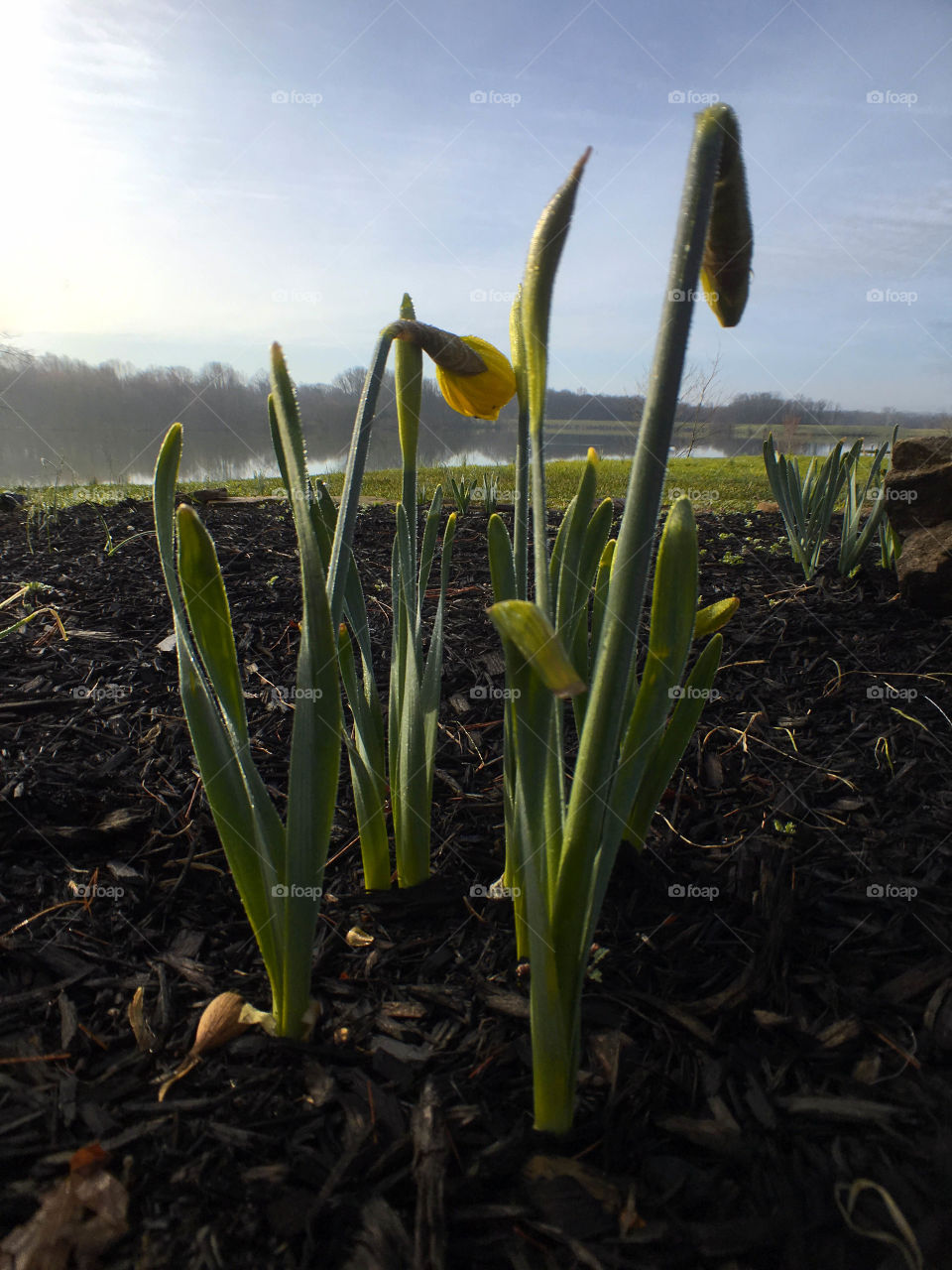 Spring starts in yellow 