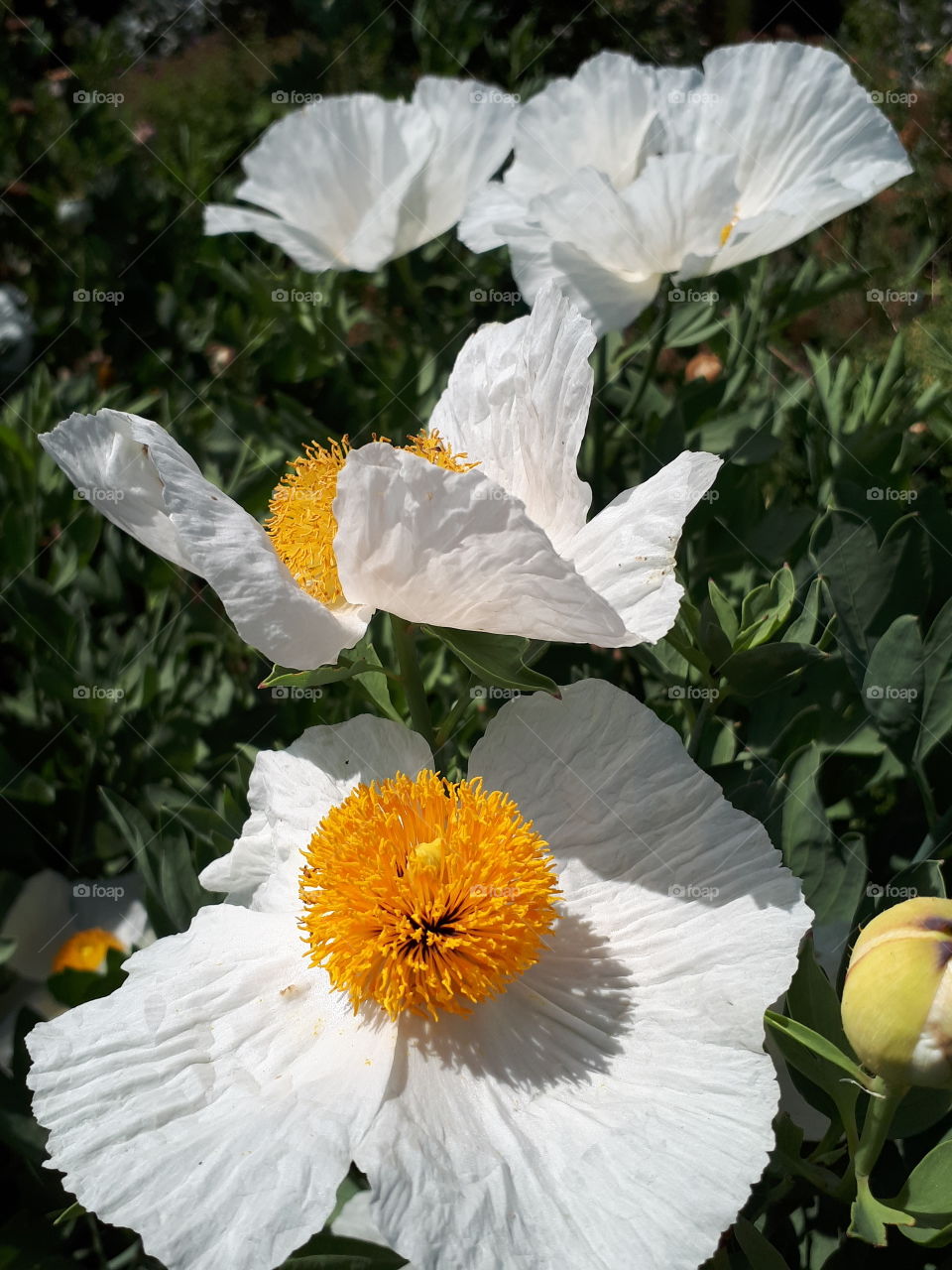 A Splash Of Orange