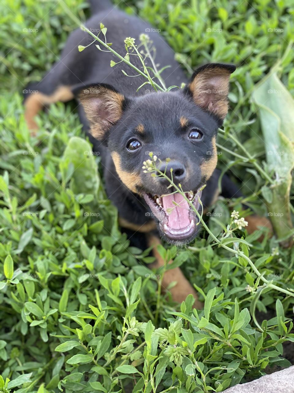 a black dog catches a flower with its mouth on green grass in summer