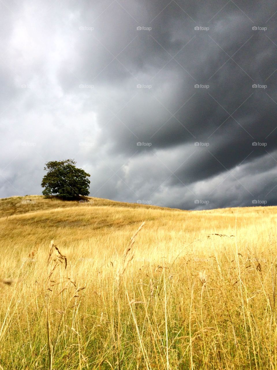 Lonely tree. Skåne 2015