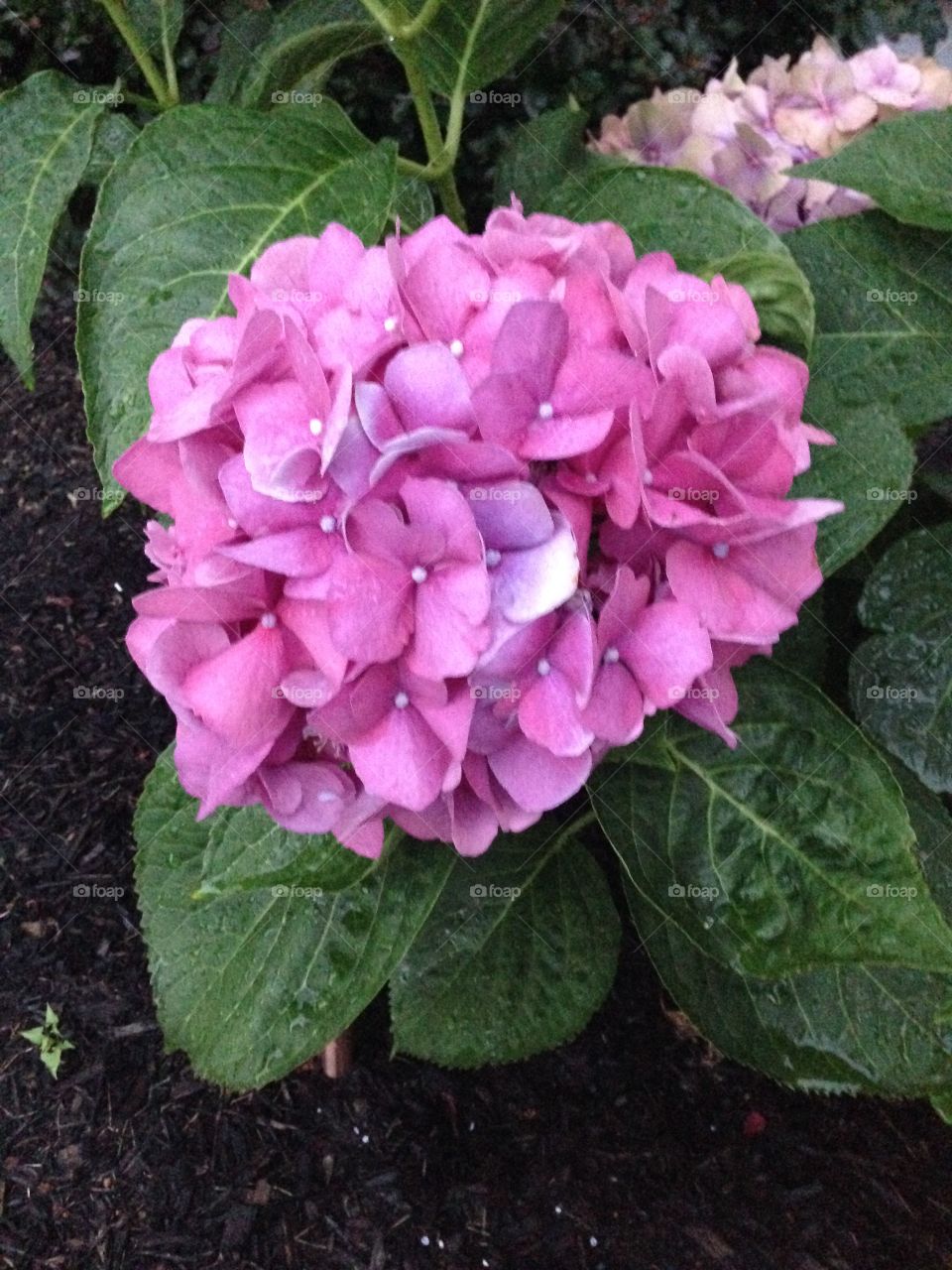 My Hydrangea 