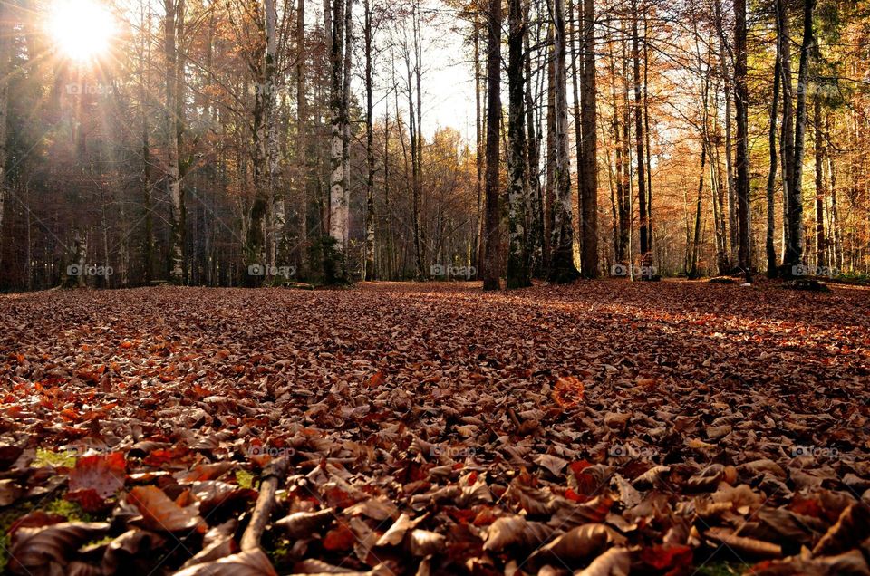 Forest with fallen leaves