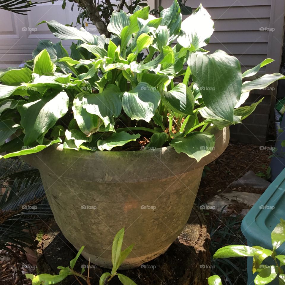 Green plant in a large clay pot