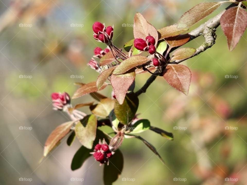 Just pretty flowers, right?