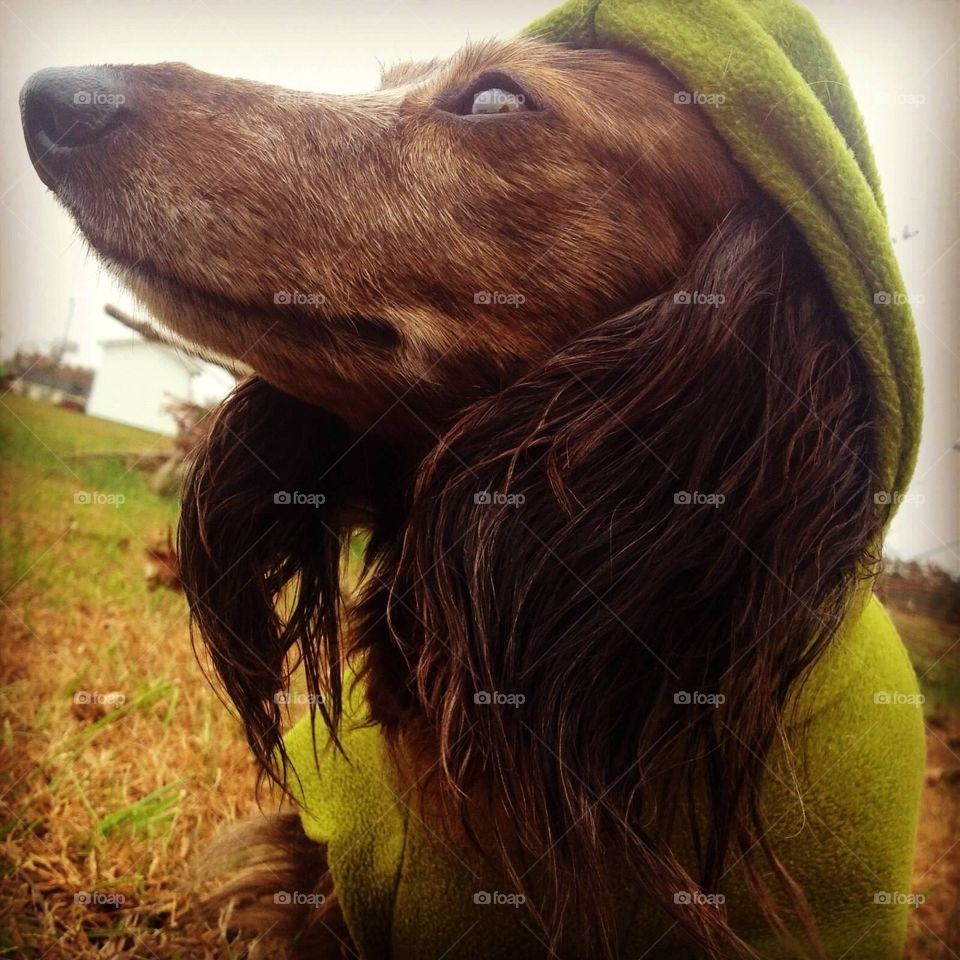 Dachshund in deep thought 