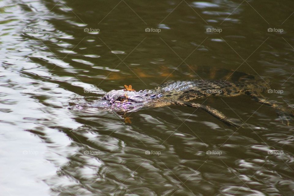 Gator with a bug on its head