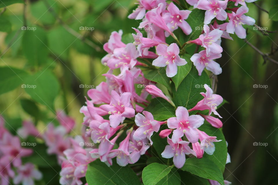 Close-up of a pink flower