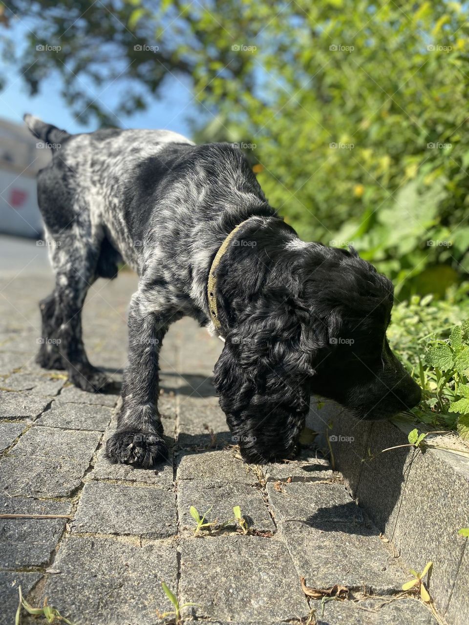 Dog in summer old city 