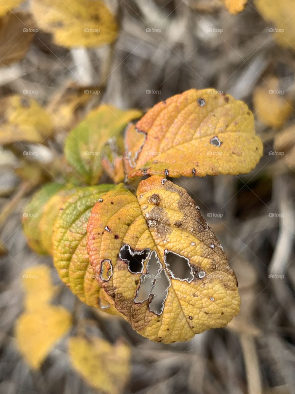 Imperfect fall leaves.