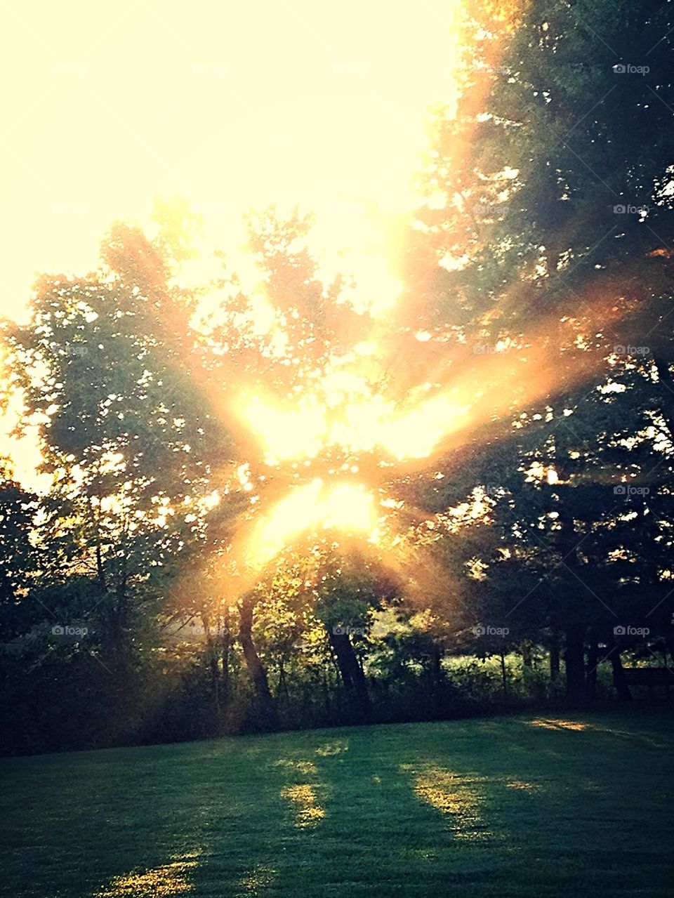 Morning sun. Sun shine through the trees early morning. 