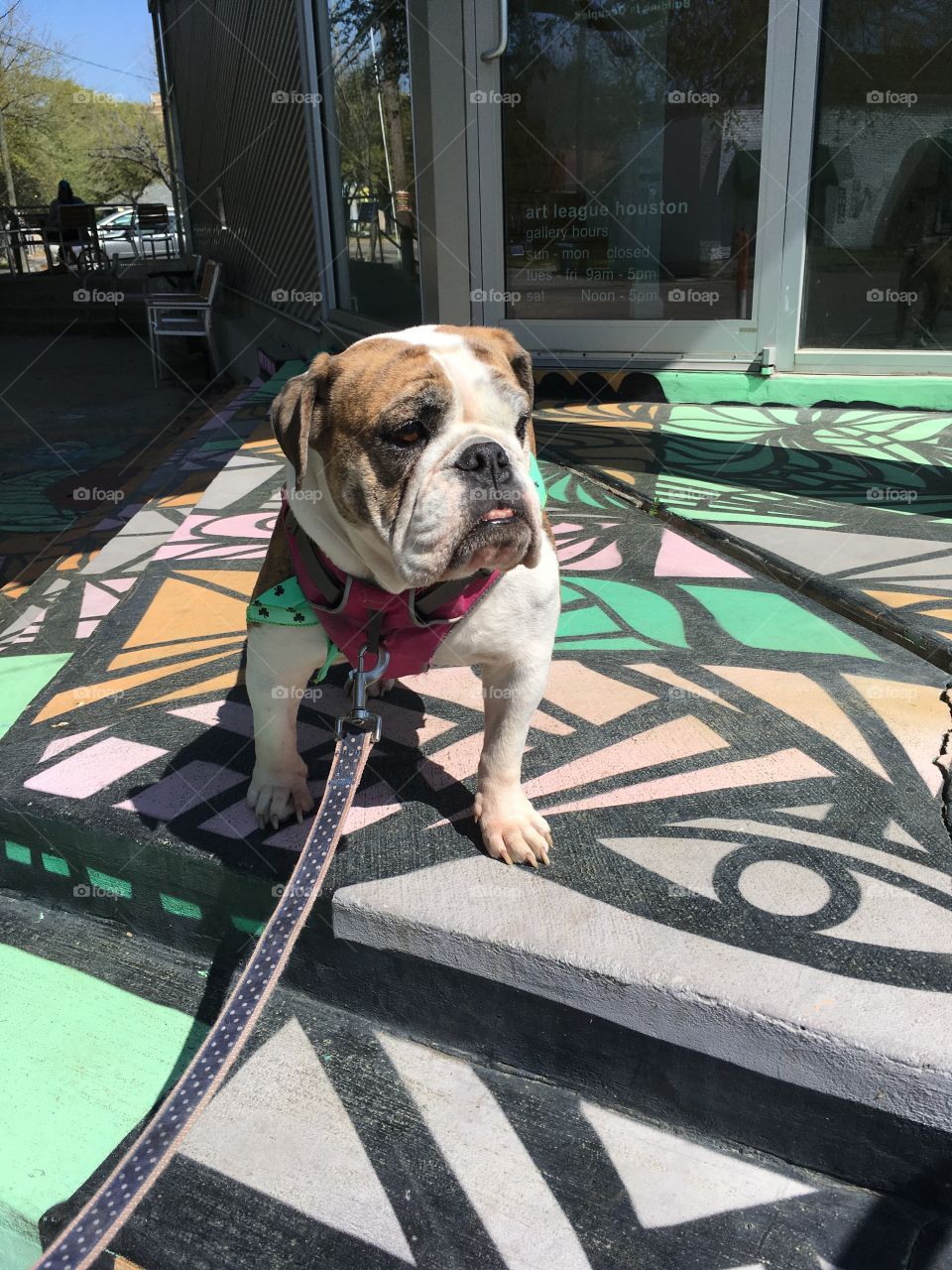 Bulldog portrait sidewalk art