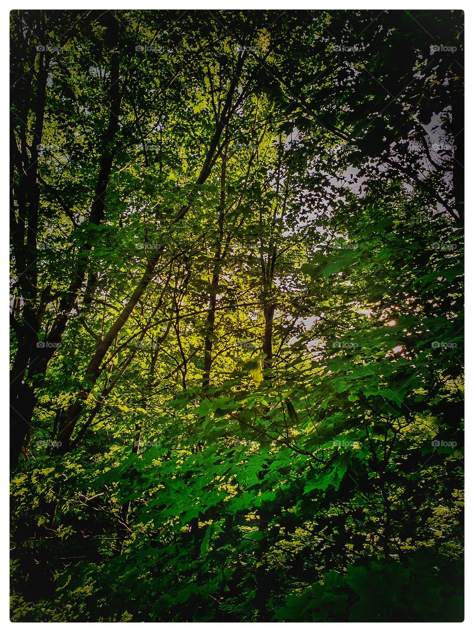 Leaf, Nature, Wood, Tree, Desktop