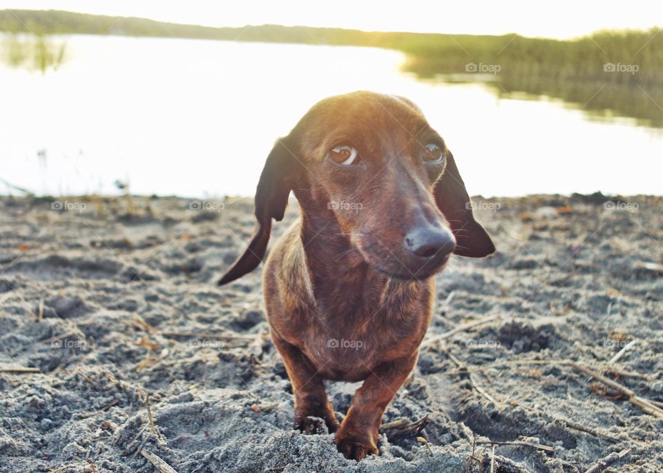 Sceptic dachshund Dolly. Golden hour for some of us but annoying for the rest of us.