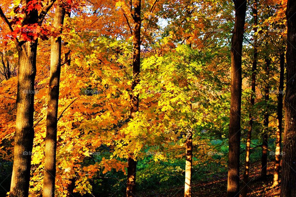 A little sun in fall 