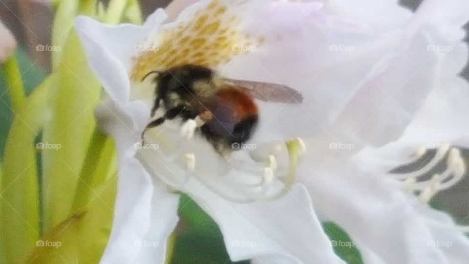 just a bee on a flower pt 4