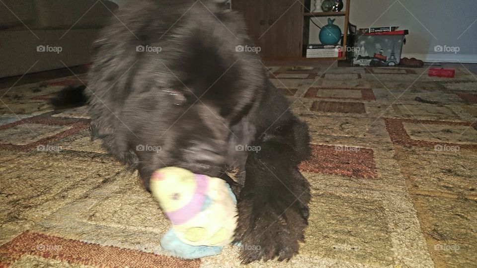 Dog, Mammal, No Person, Canine, One