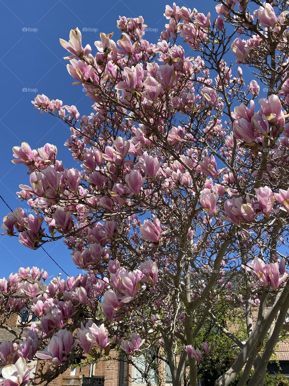 Blossom with clear and clean sky