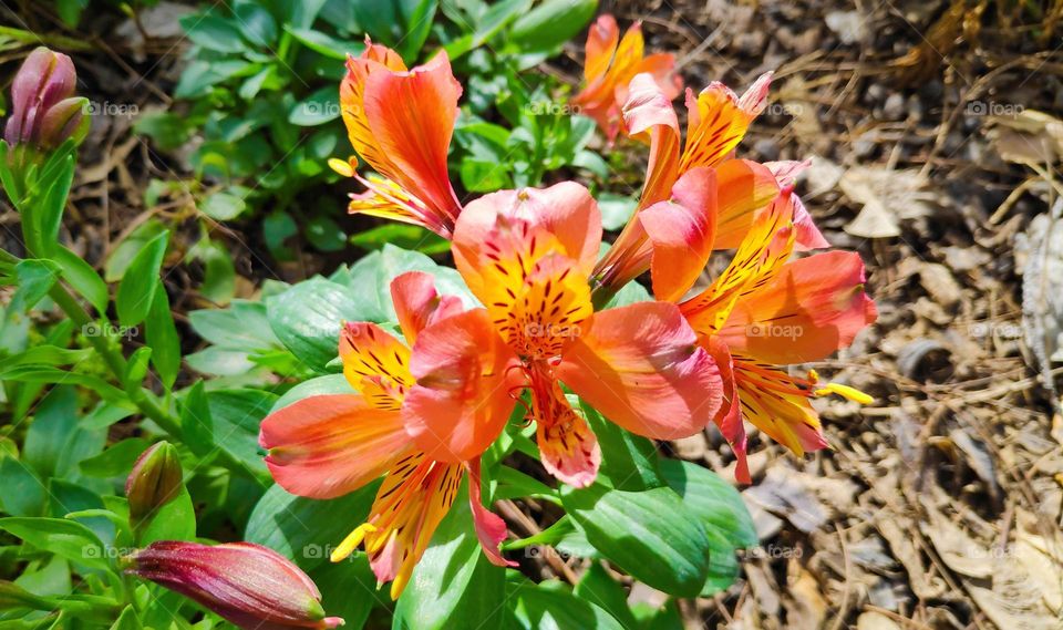 Alstroemeria psittacina