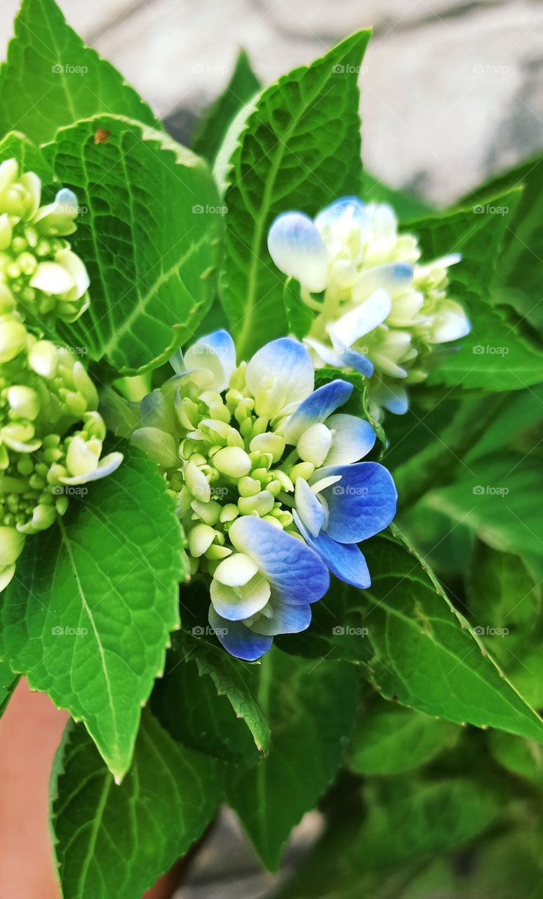 Hydrangea beauty.