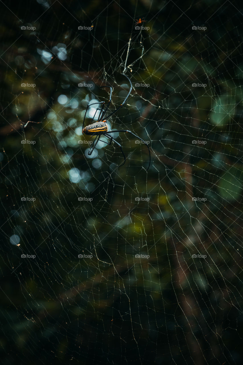 Giant spider of nefil