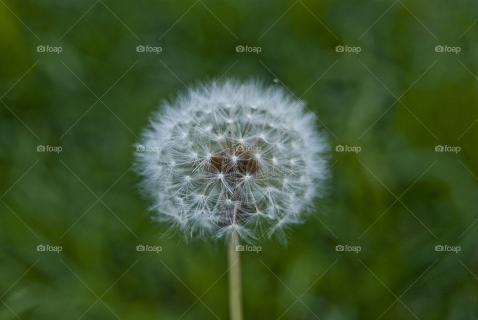 Dandelion with a blurred background