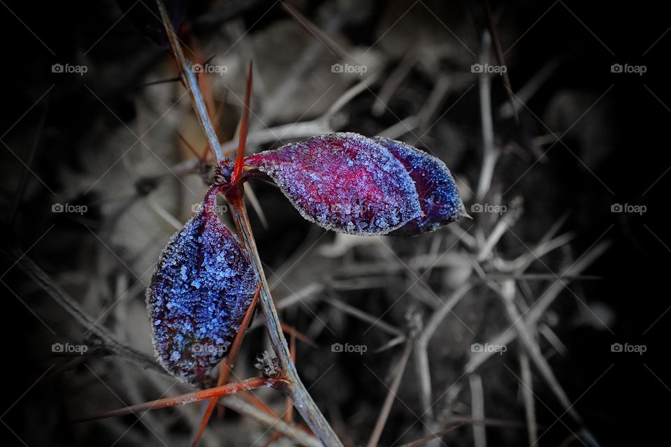 Winter over some leaves