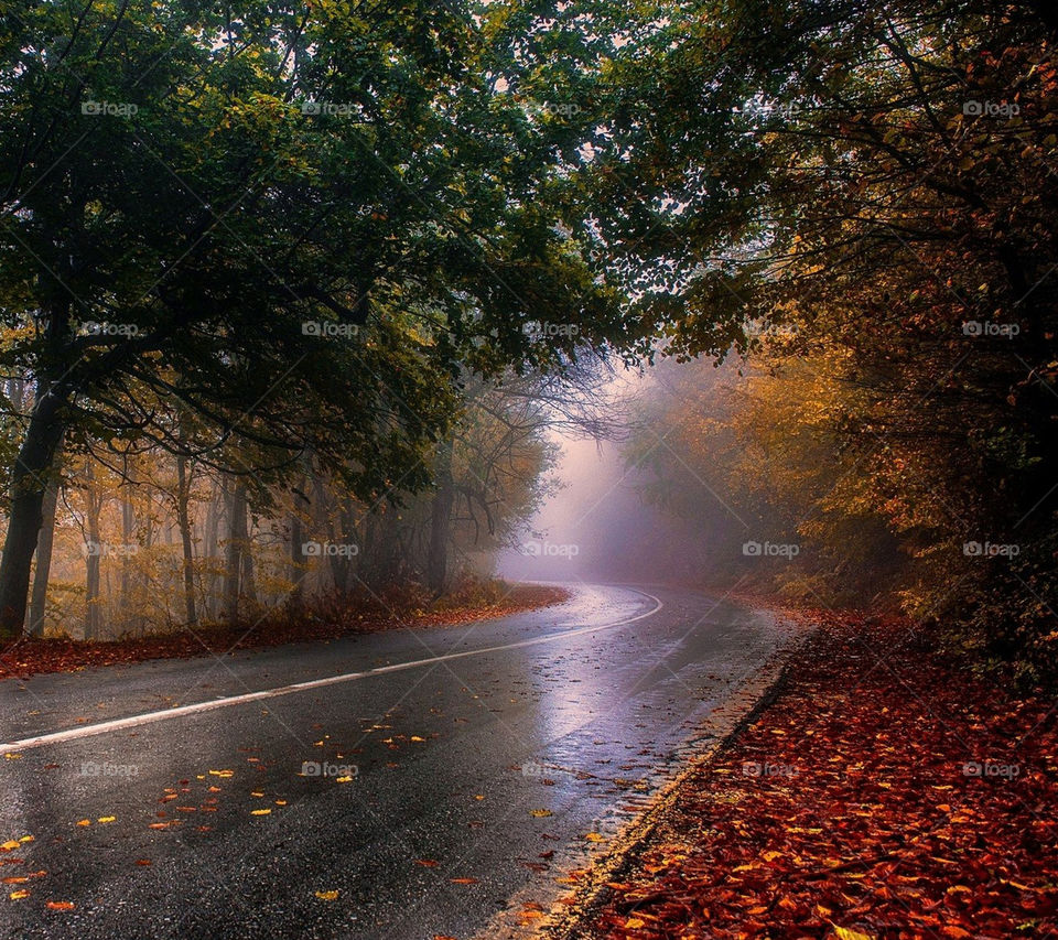 Fall, Road, No Person, Landscape, Leaf