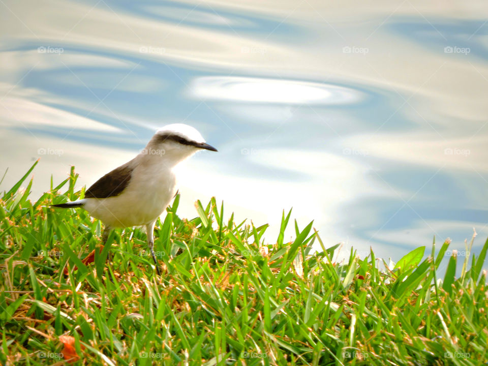 Close-up of a small white bird on grass