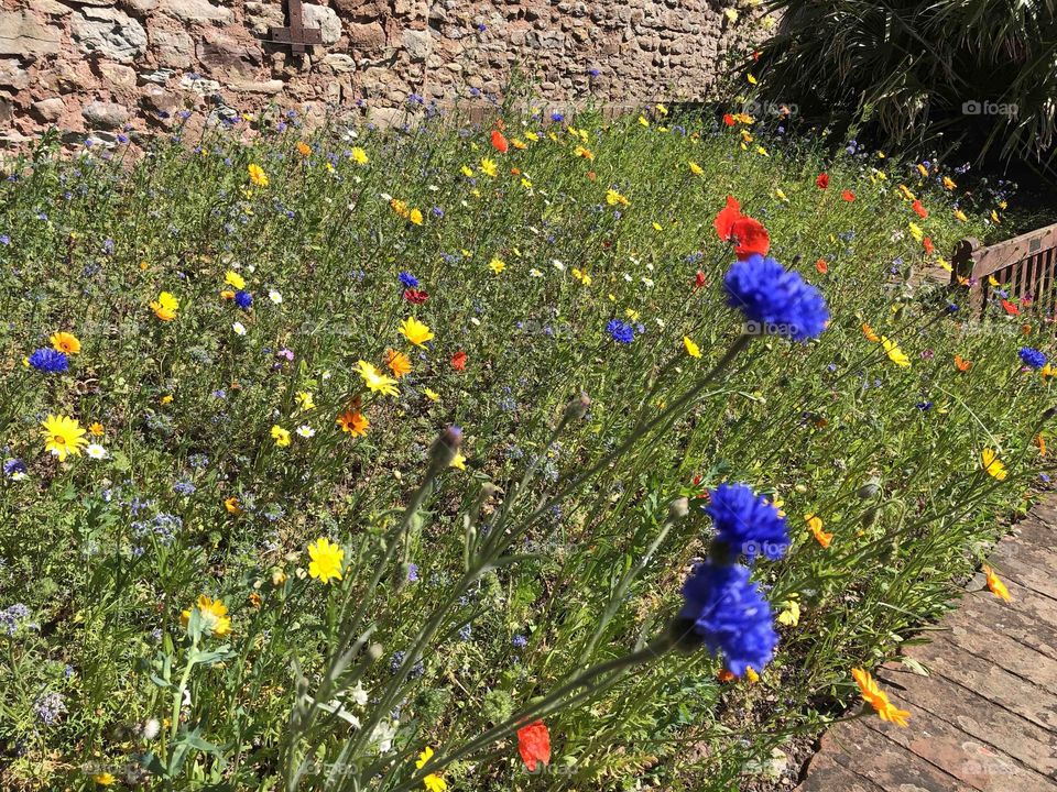 These wild flowers are lovely but nobody told the blue beauties to stop growing so fast haha.