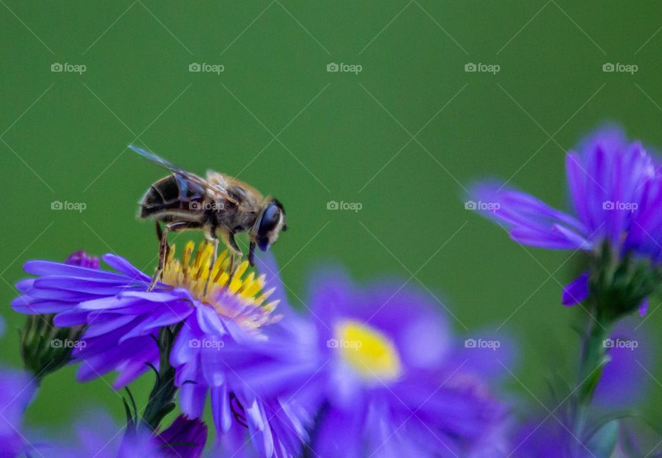 Bee collecting pollen on purple flower 