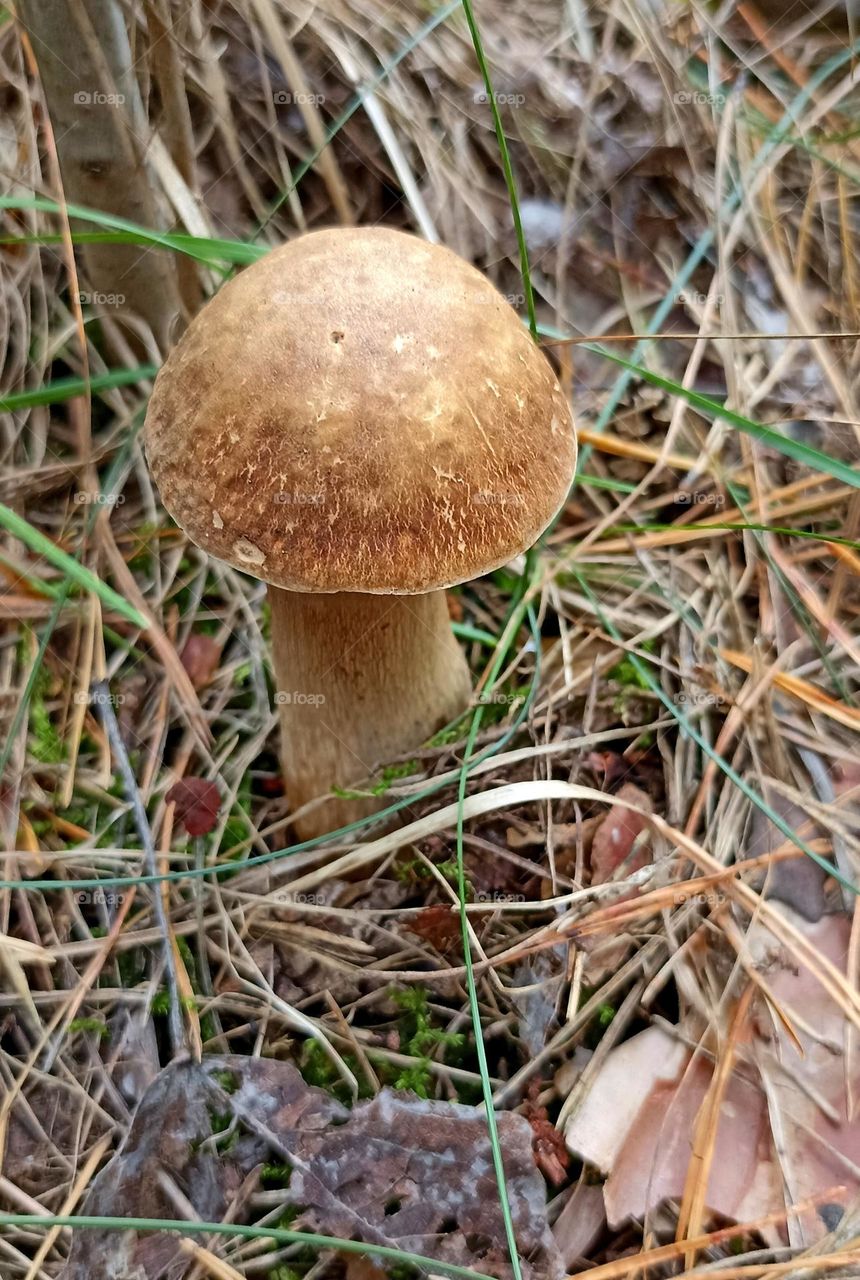 magic mushrooms beautiful texture close up