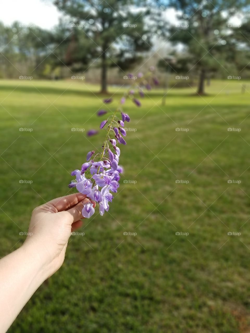 Blurry purple flowers