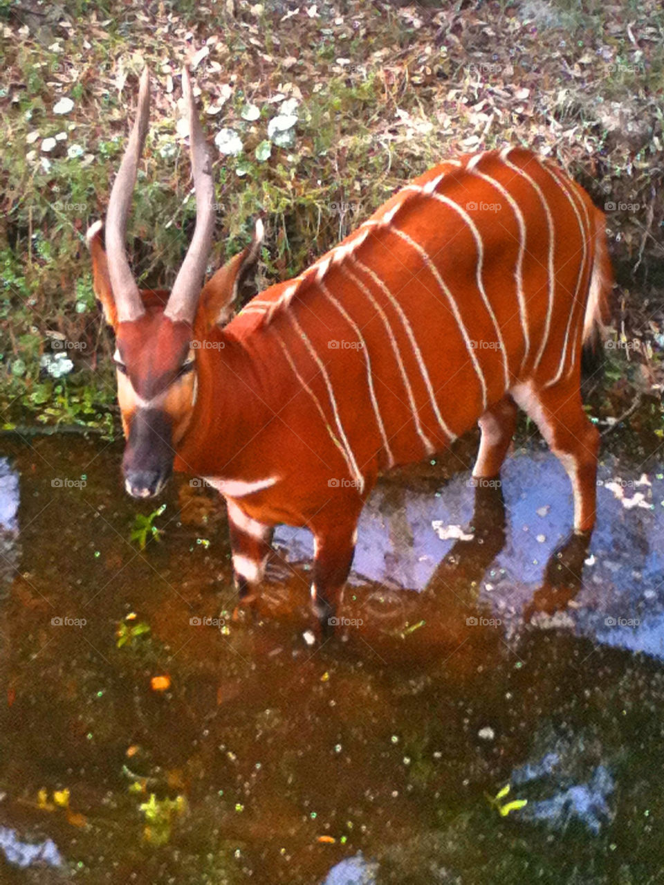 West African Bongo Antelope