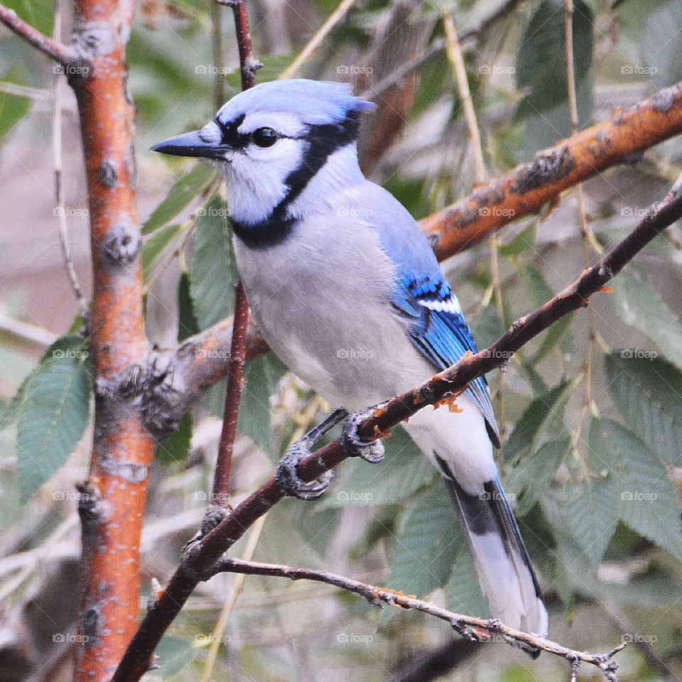 Blue Jay 