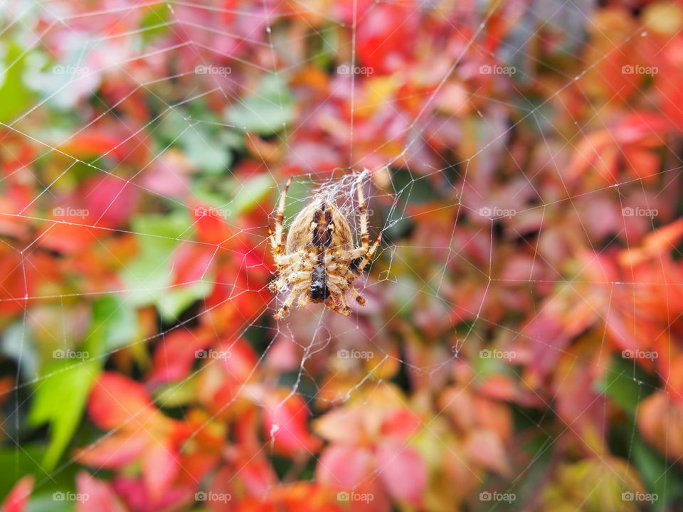 Close-up of spider on web