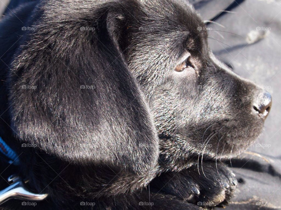 black cute puppy labrador by toraand