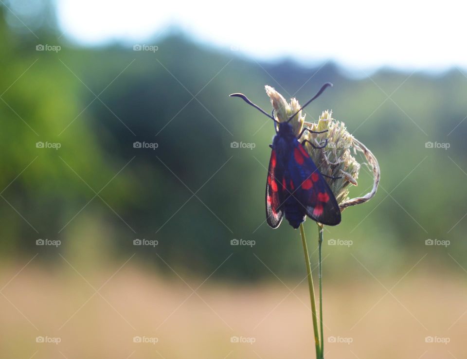 butterfly beetle beautiful nature fauna and flora
