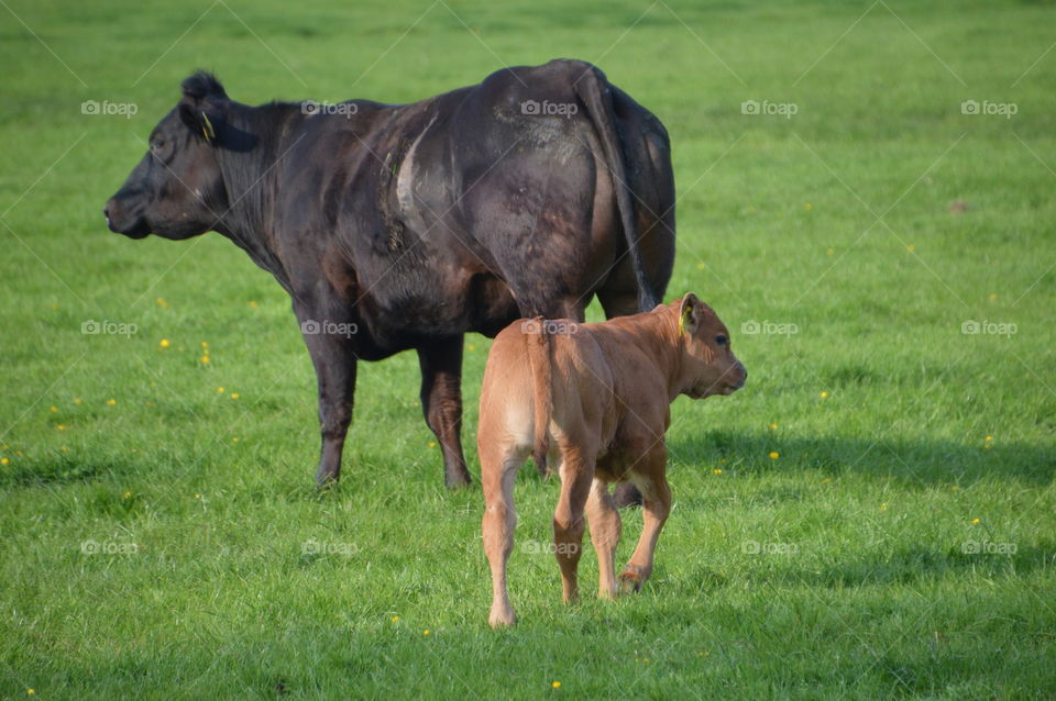 Moth Cow And Calf