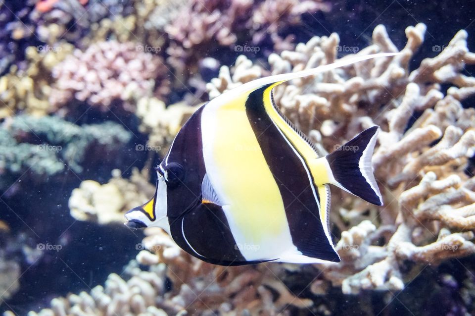 Fish in the aquarium 